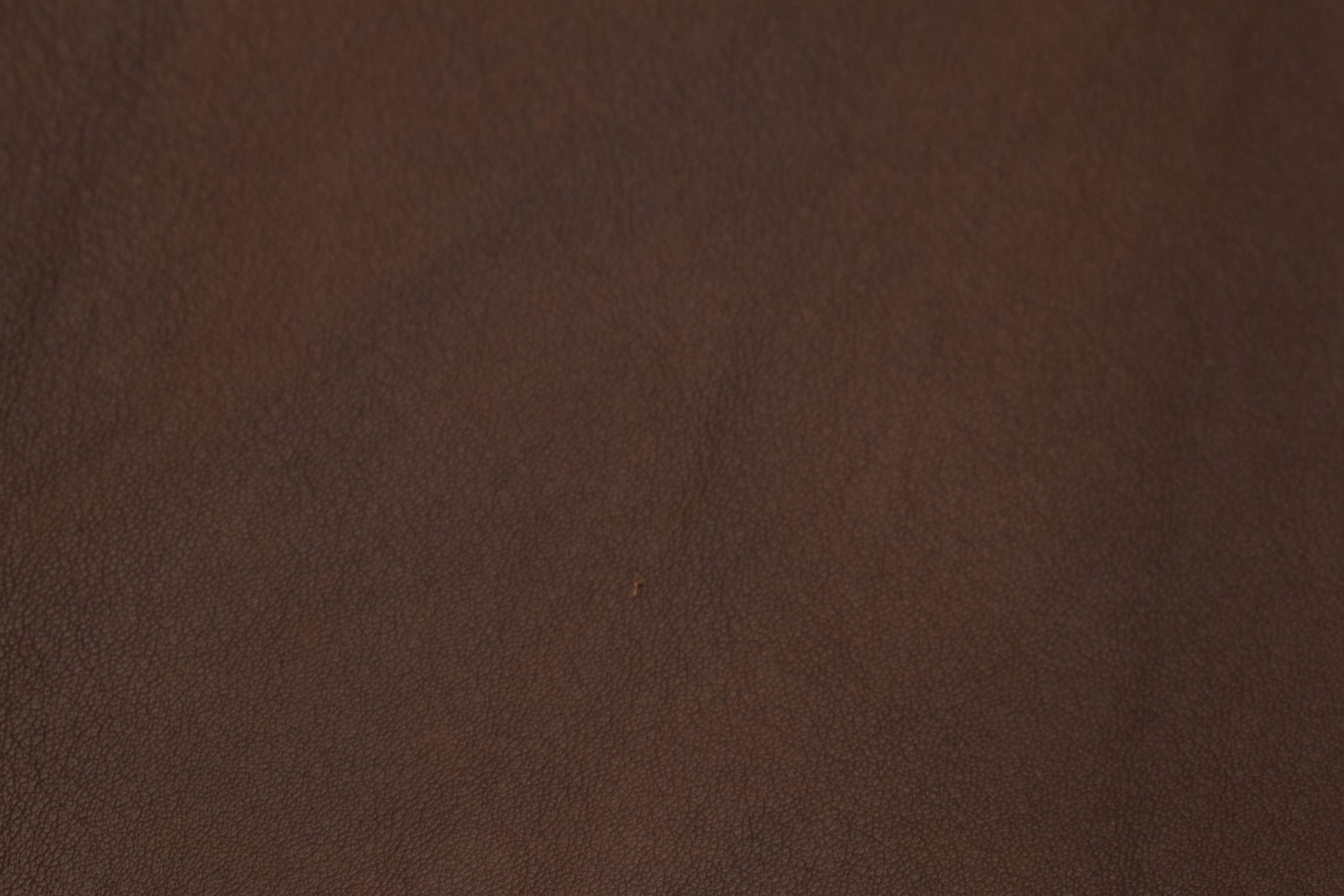 denver-chestnut-scaled-1